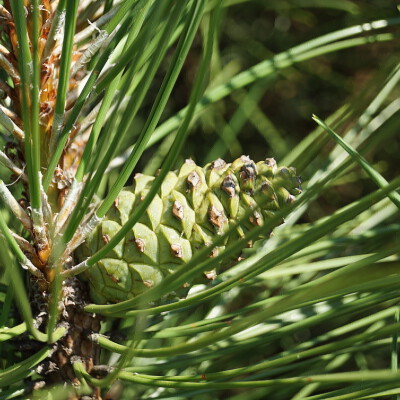 Pinus nigra 'Pyramidalis' (3)
